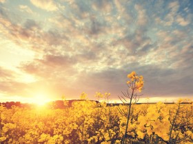 ������࣬�����������������