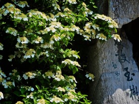 ����������һ���������Ĵ���