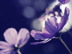 �����¹��ڣ�����������������Ⱥ��