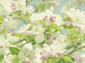 ����;���ҵ�ʢ��