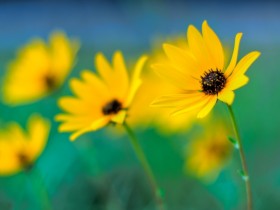 ����ʹ������Ȫˮ��û��Ƕ��ݽ�