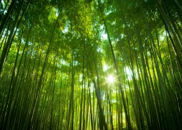 һ������Ҫ��İ����·����İ���ķ羰����İ���ĸ�