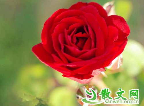 ������Ҫ��ֻ��һֻ���յ��ֺ�һ���������