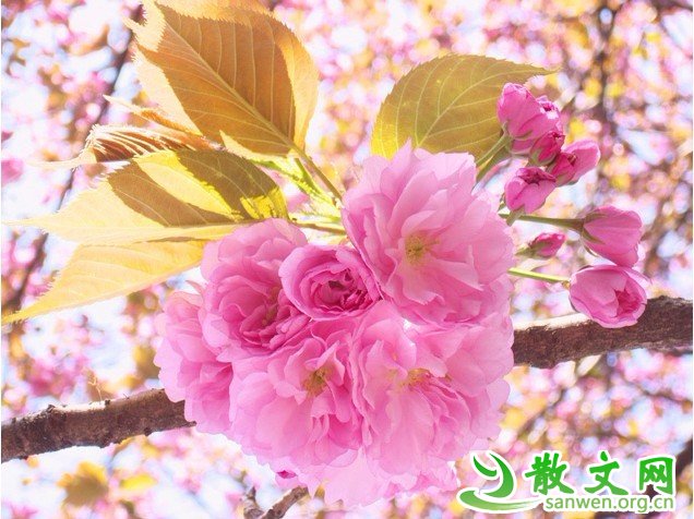 ��������ƽ������������ƽӹ